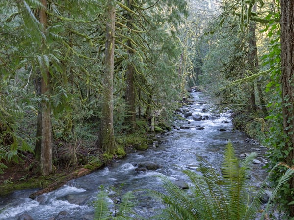 A pristine creek winds through moss-covered forest, offering peaceful natural scenery near the property.