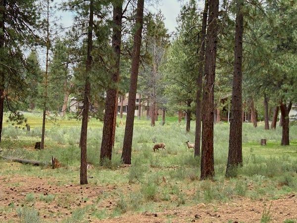 Kiera's Cabin Black Butte Ranch- View out front meadow